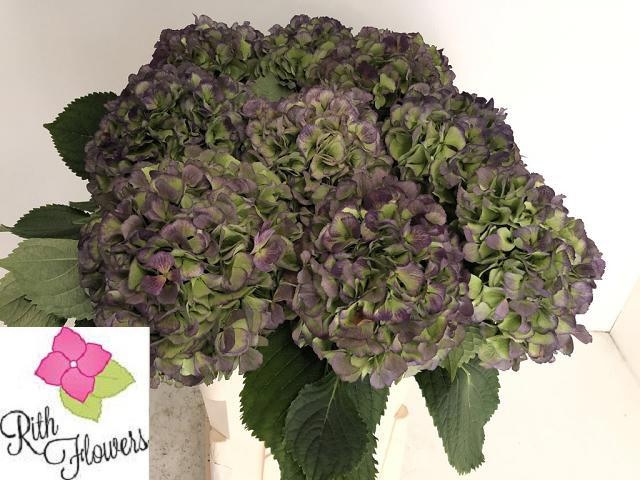 Hydrangea Verena Classic Blue 60cm 21Ø