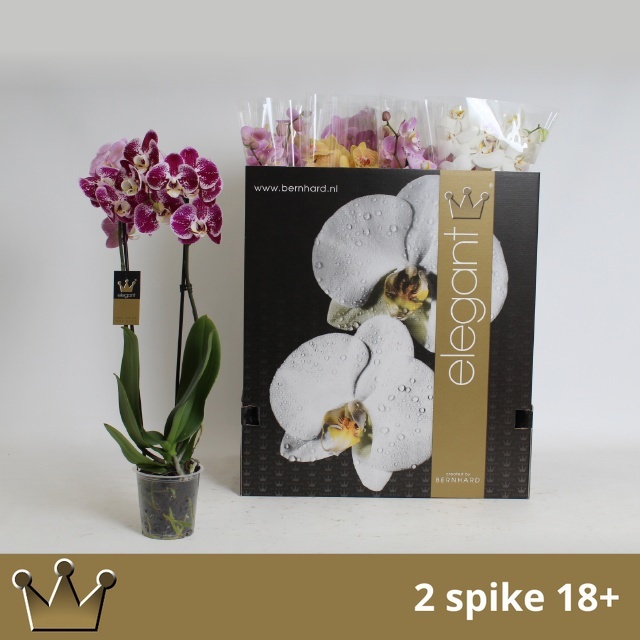 Phal Gem 8 Kl 12P 70H 2TAK 18bloem 44bloei
