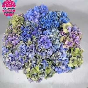 Hydrangea Royal Pride Classic 60cm 16Ø