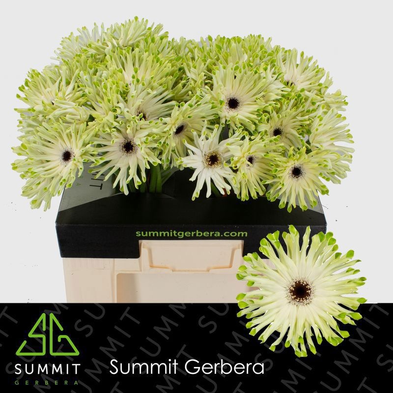 Gerbera Pasta Arona 50cm 10Ø