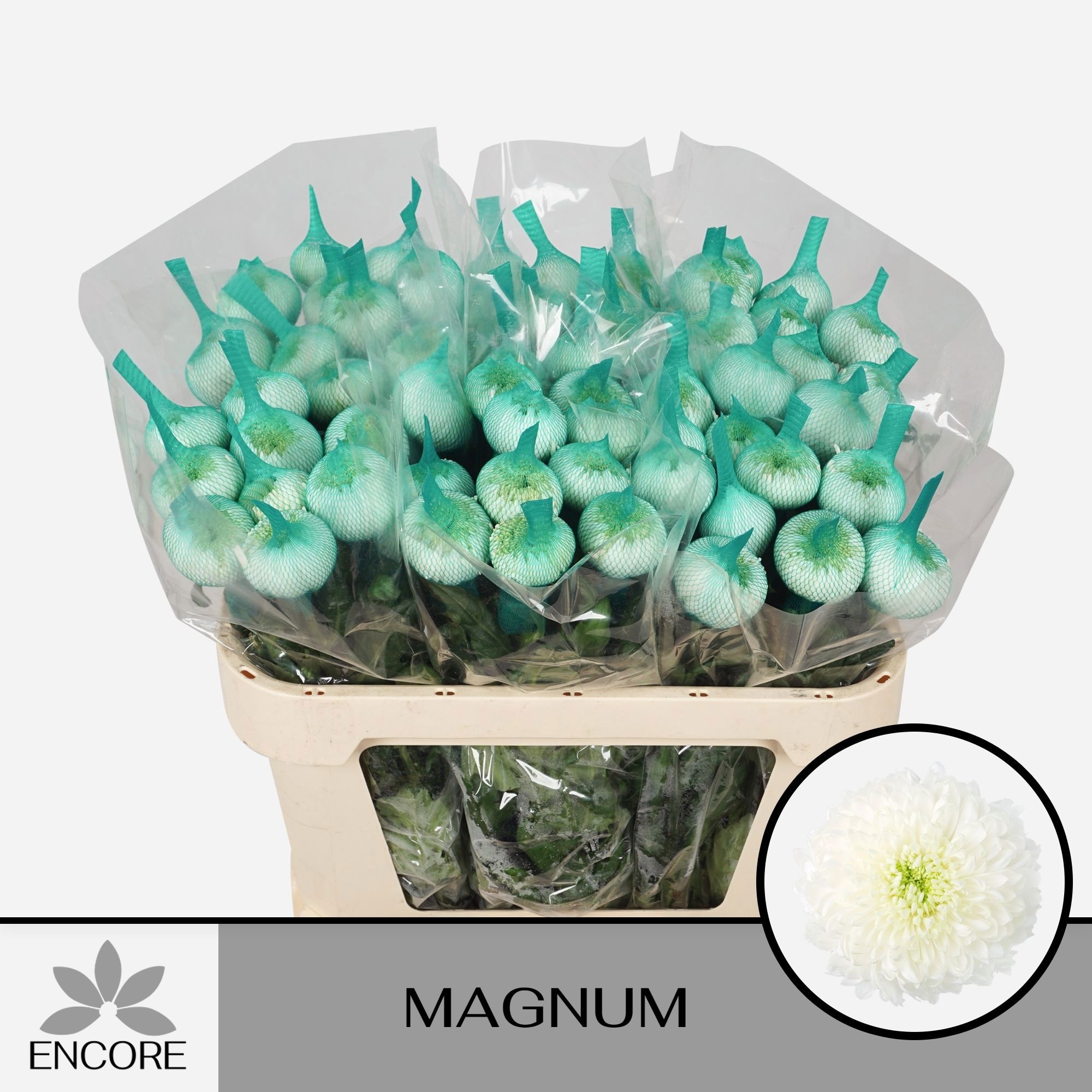 Chrys Single Magnum 70cm 60gram