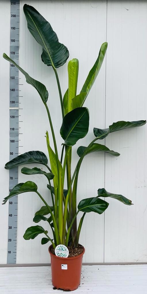 Strelitzia Nicolai 24Ø 200cm