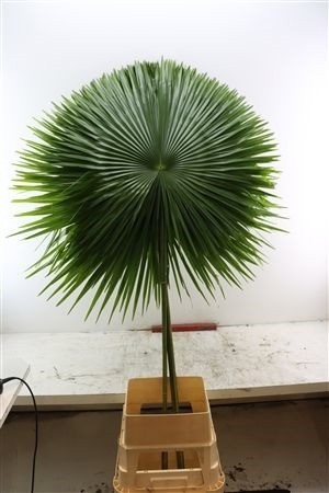 Groot Blad