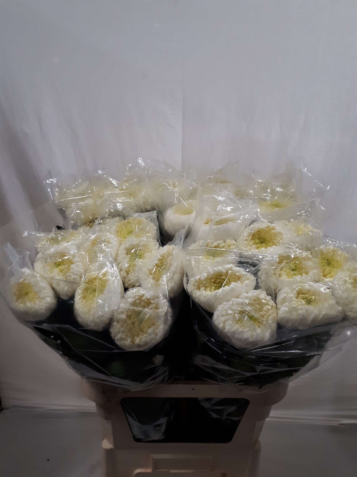 Chr G Bislet White 80cm 75gram