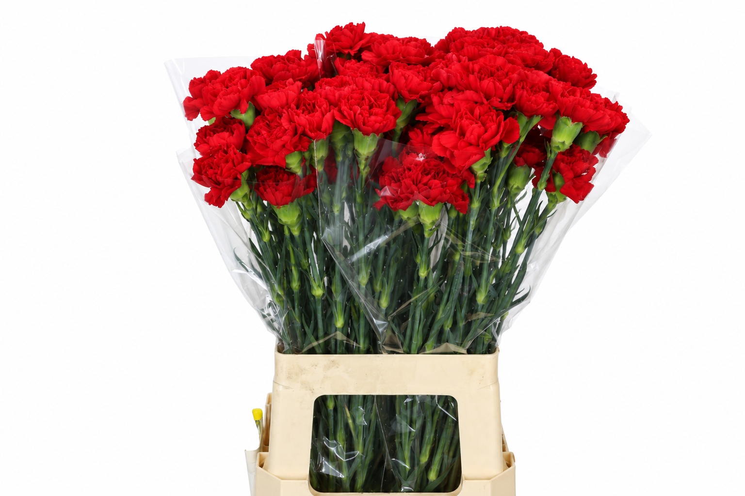 Dianthus St Don Pedro 60cm