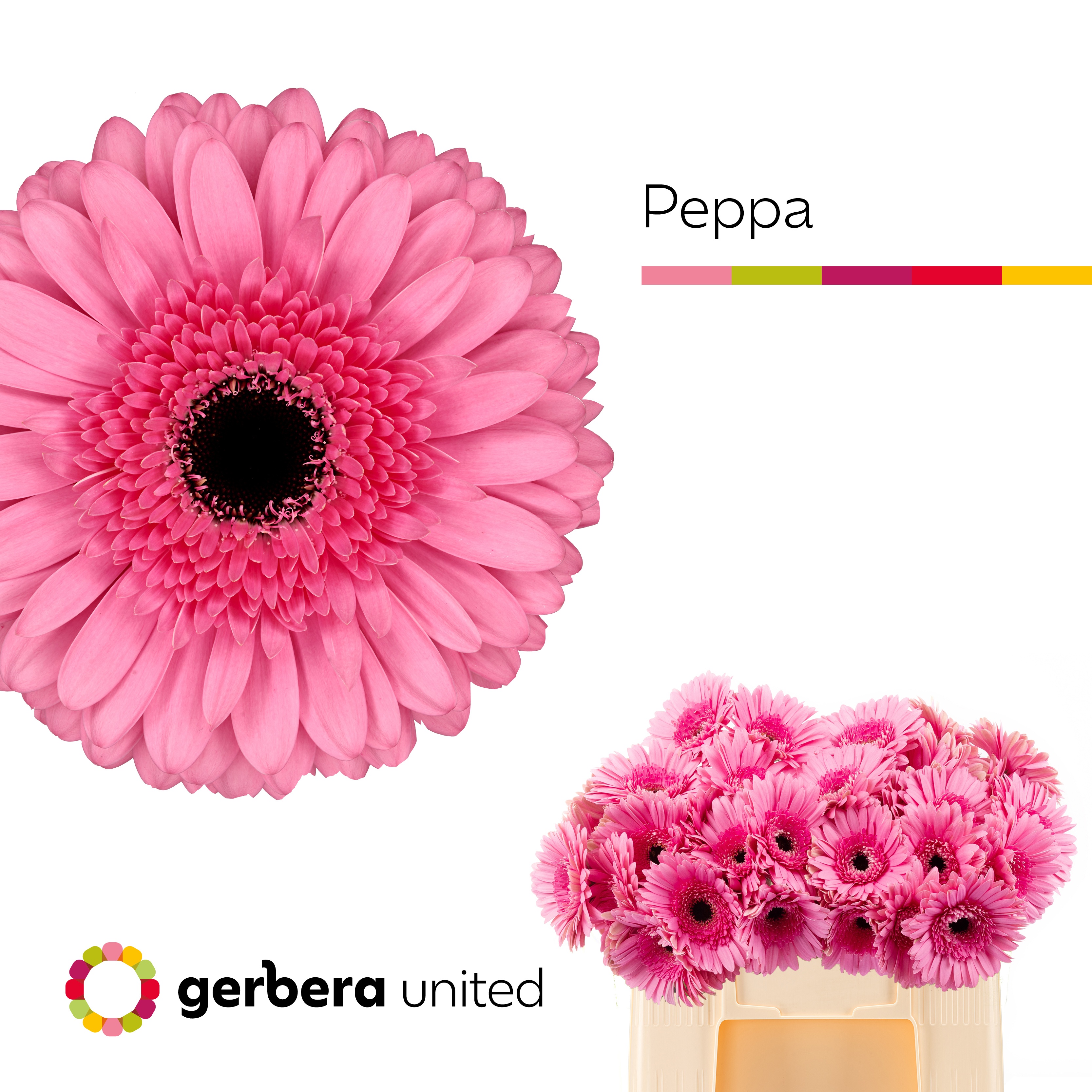 Ge Gr Peppa