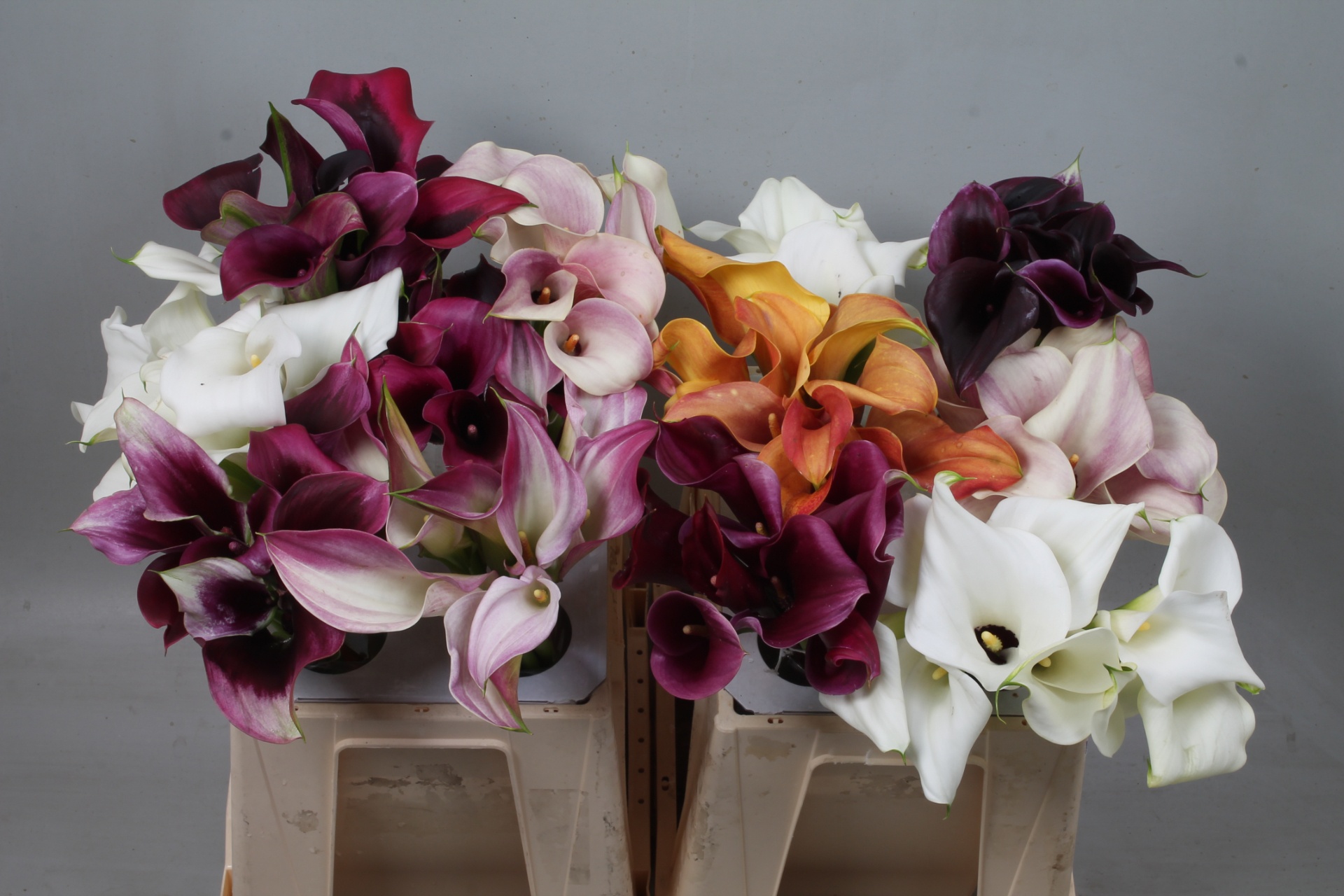 Calla Assorted 40cm