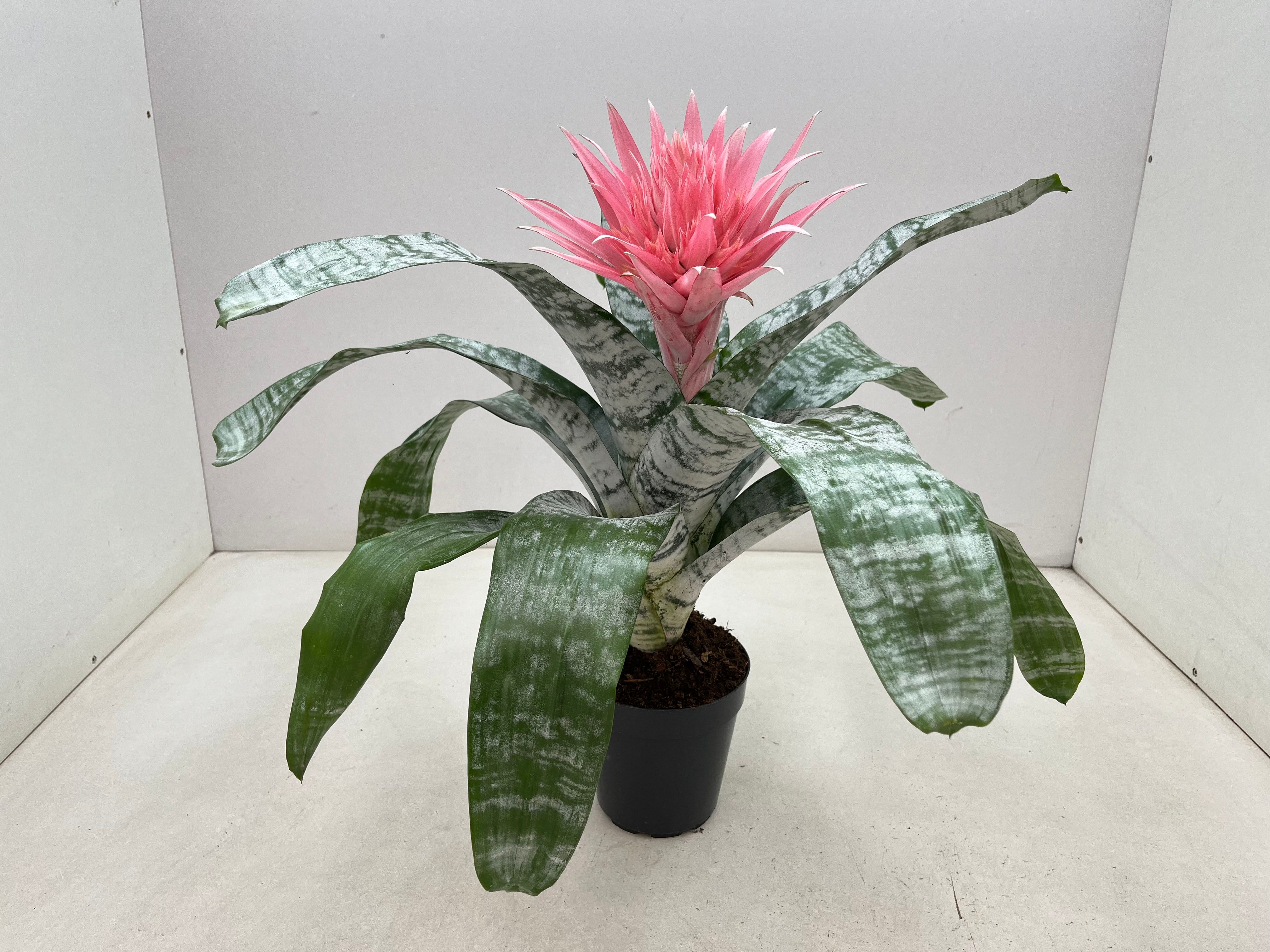 Aechmea fasciata 'Primera' | Hamiplant