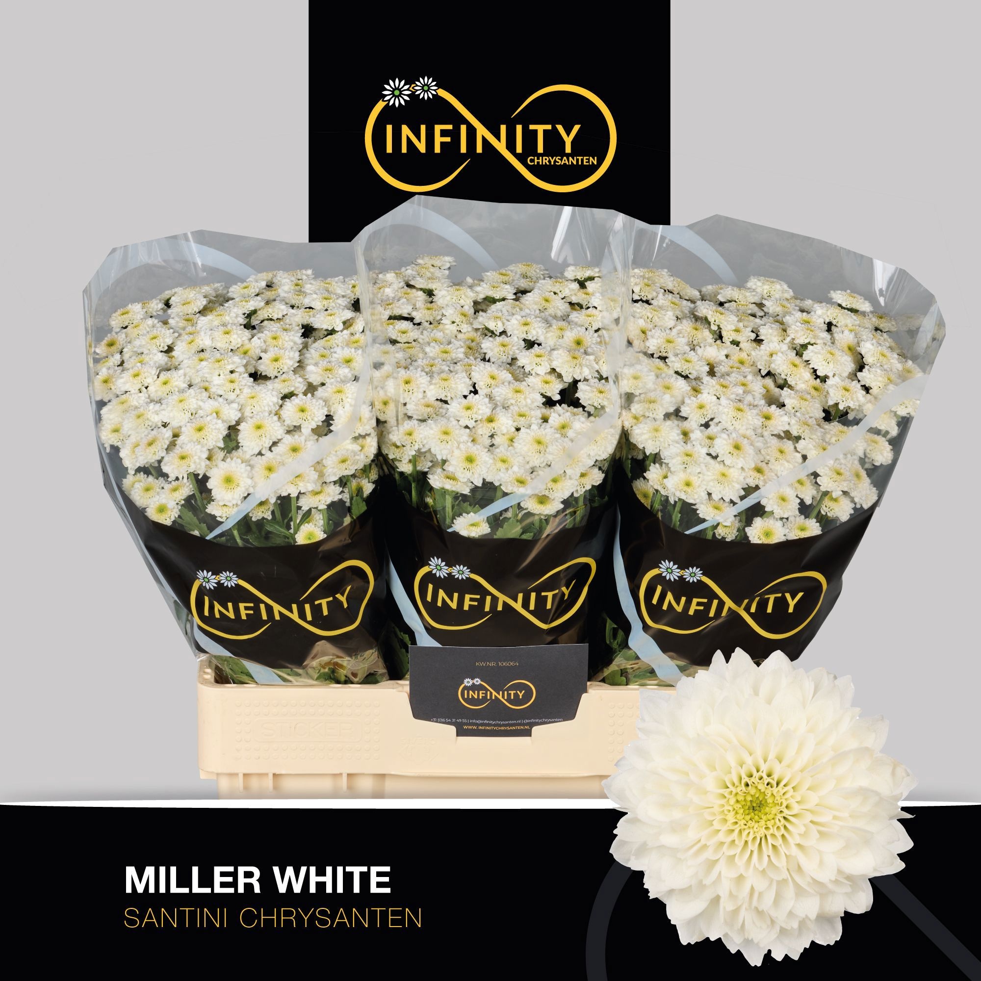 Chr S Miller White