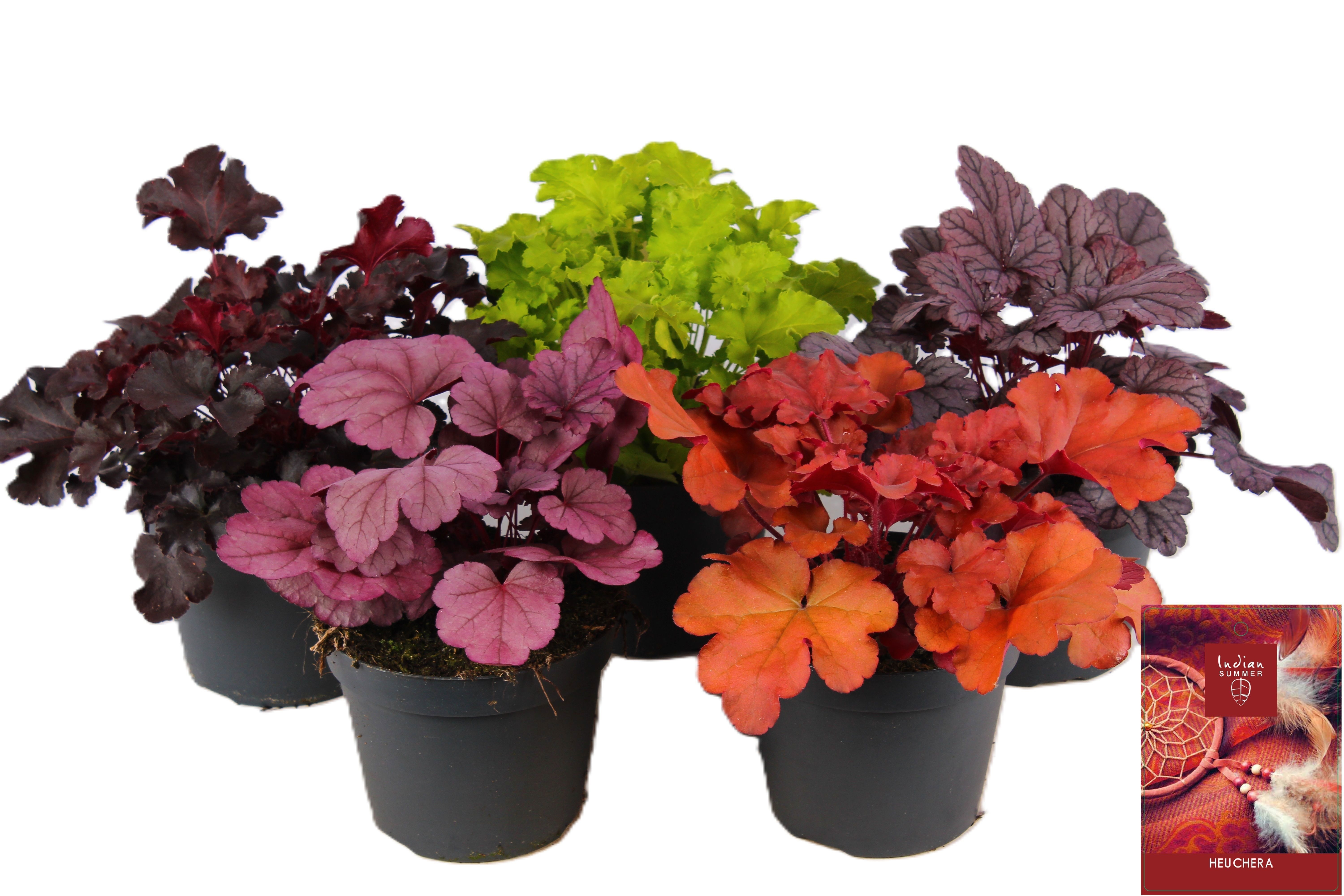 Picture of Heuchera Indian Summer mixed-shelf