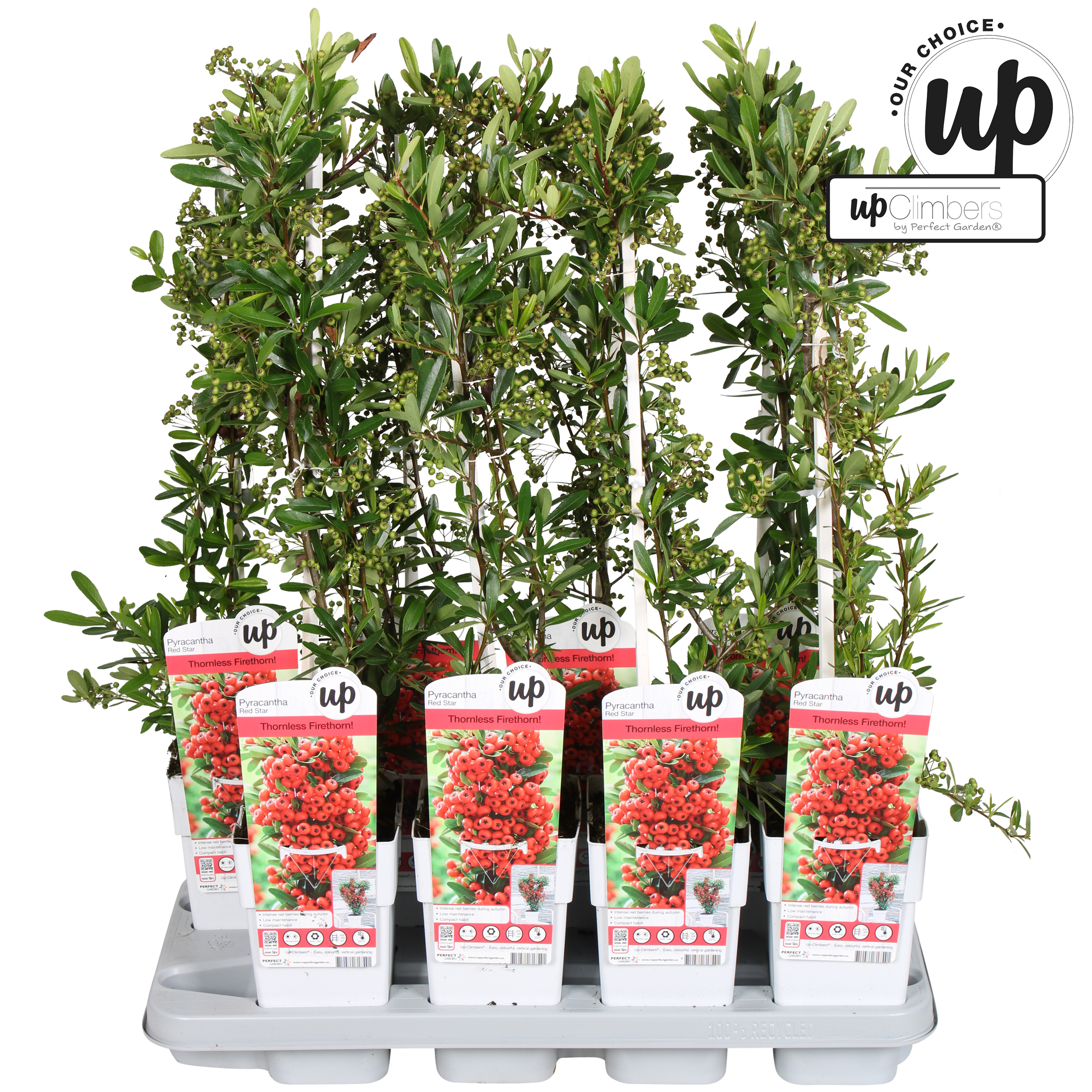 Picture of Pyracantha coccinea 'Red Star' P15