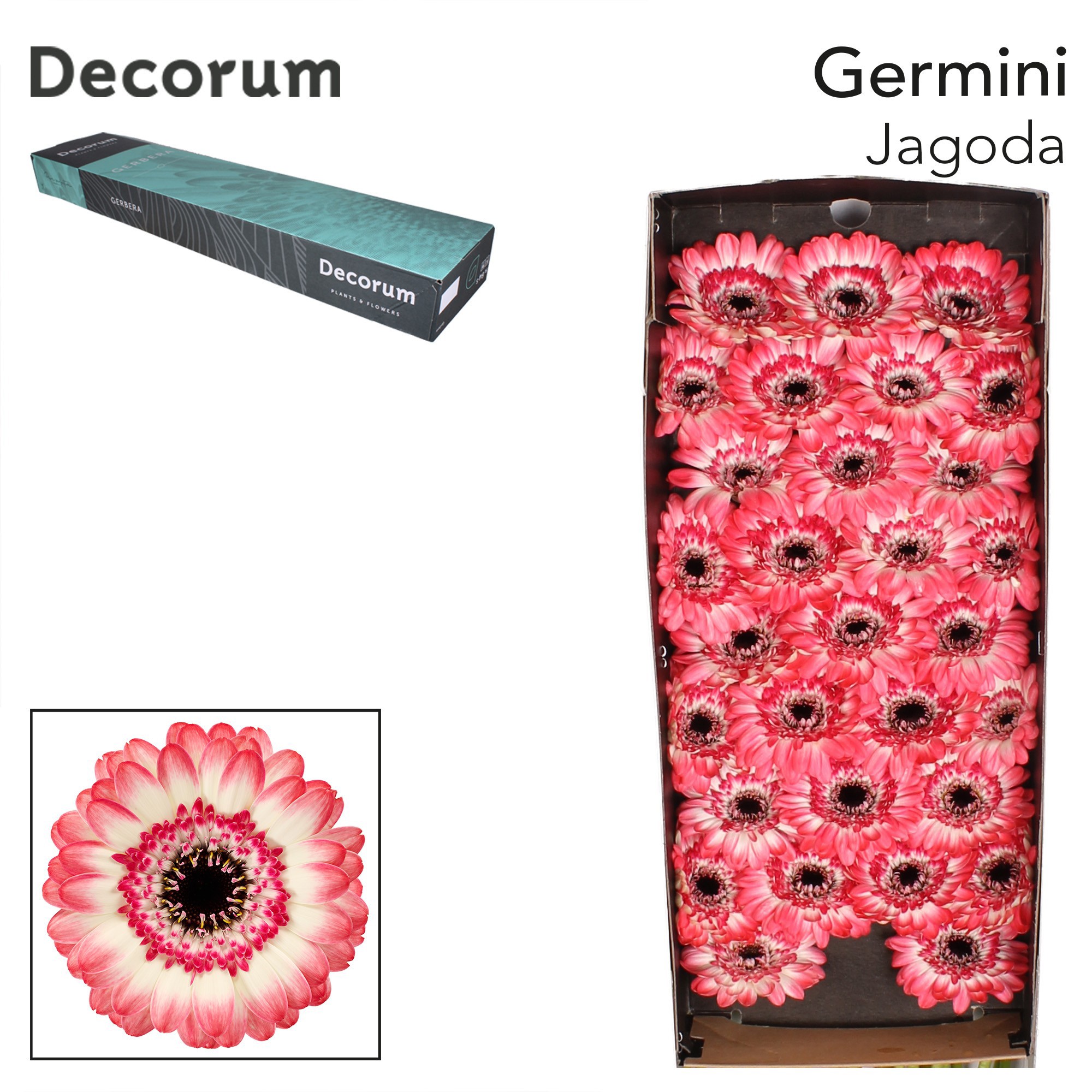 Germini Jagoda Doos