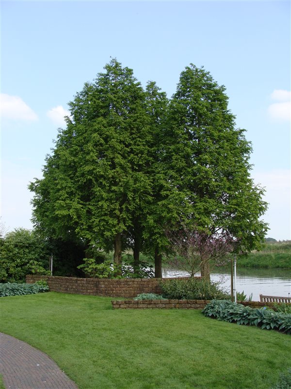 Picture of Taxodium distichum