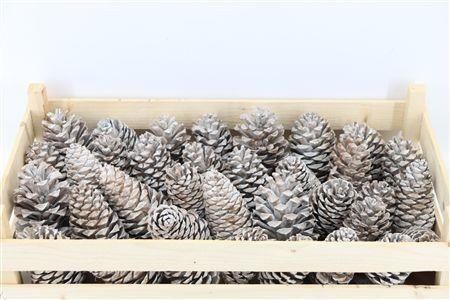 Stick Pine Cone Wax
