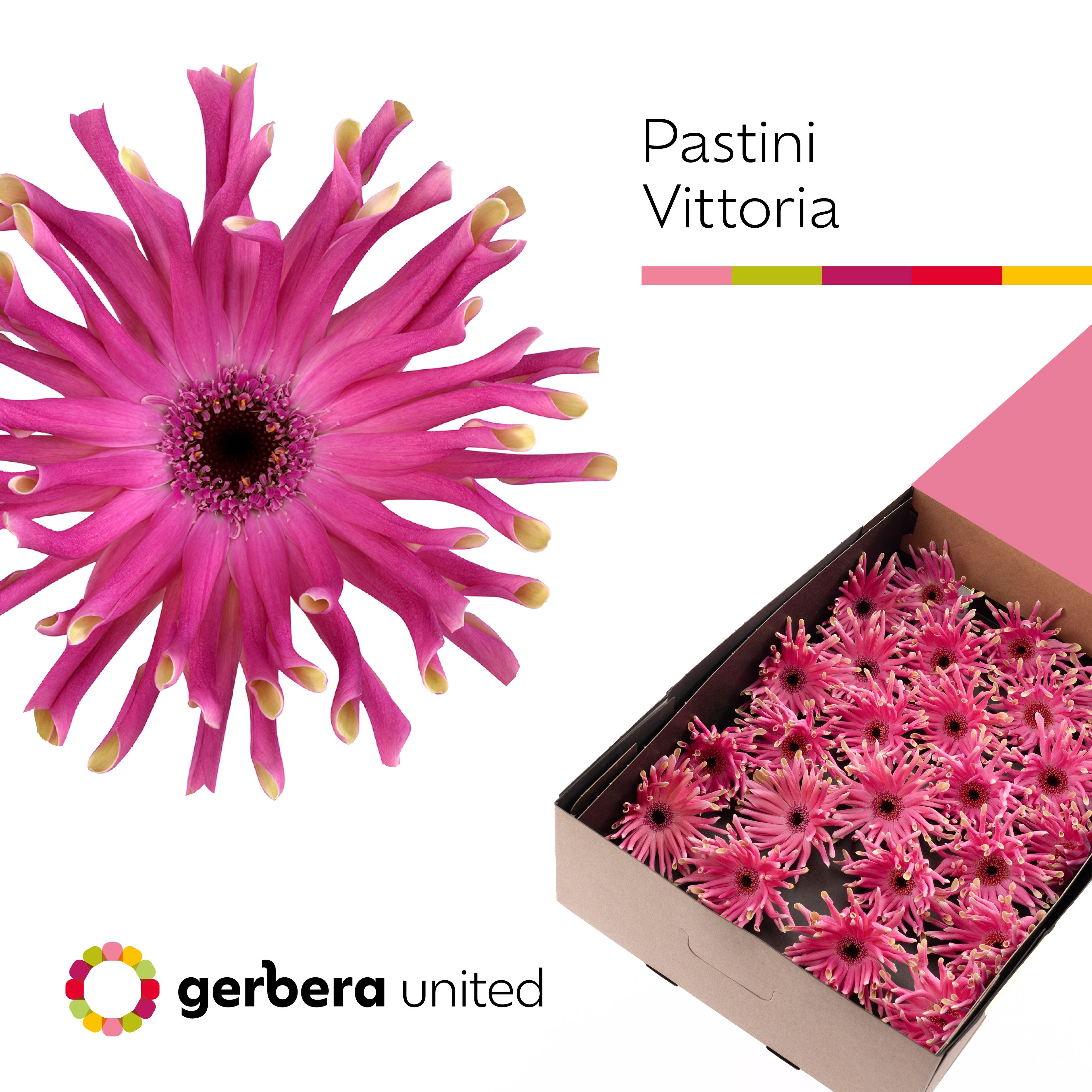 Ge Kv Pastini Vittor