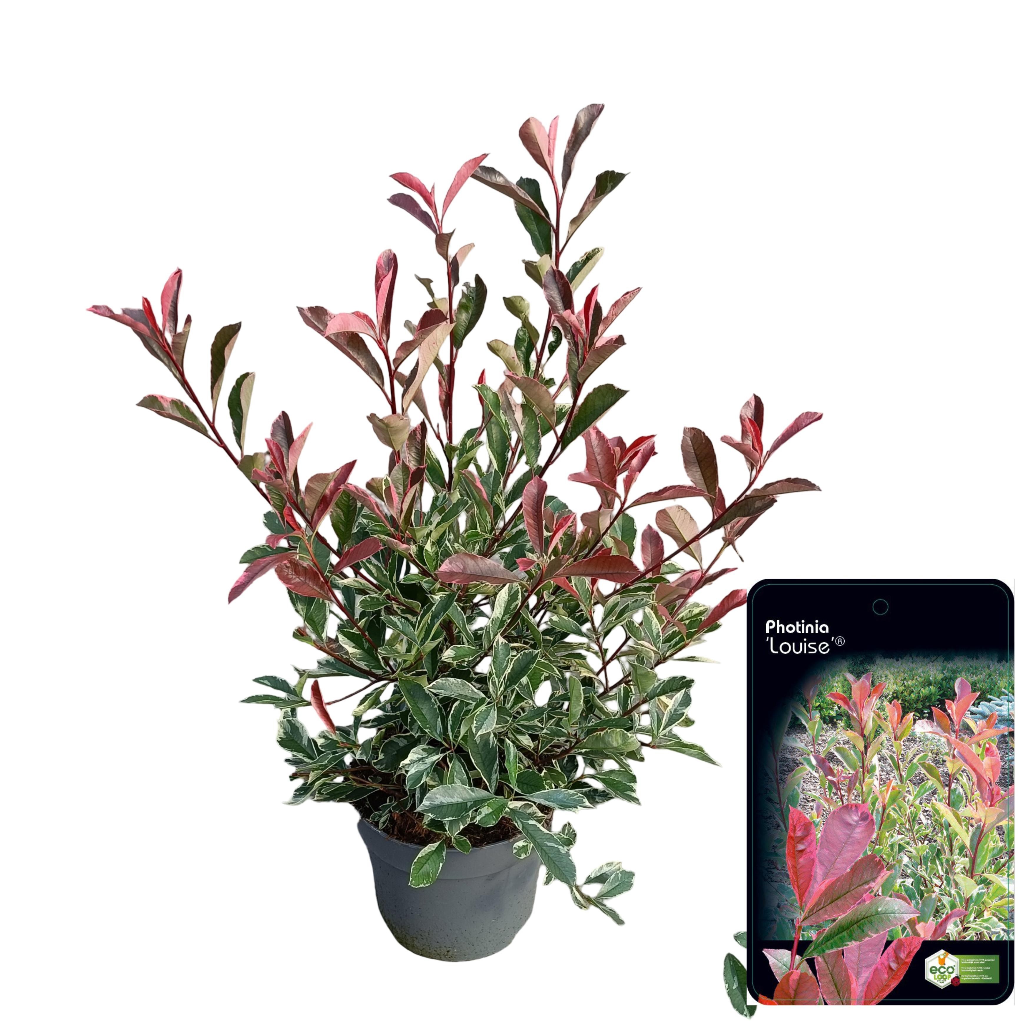 Picture of Photinia fraseri 'Louise'® C10