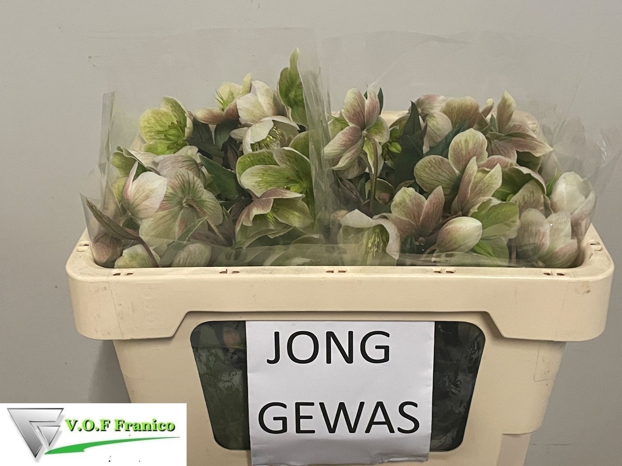 Helleborus Winterbells 50cm