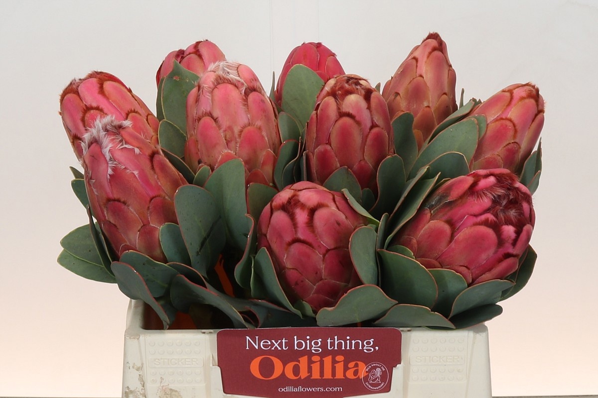 Protea Grandiceps 35cm