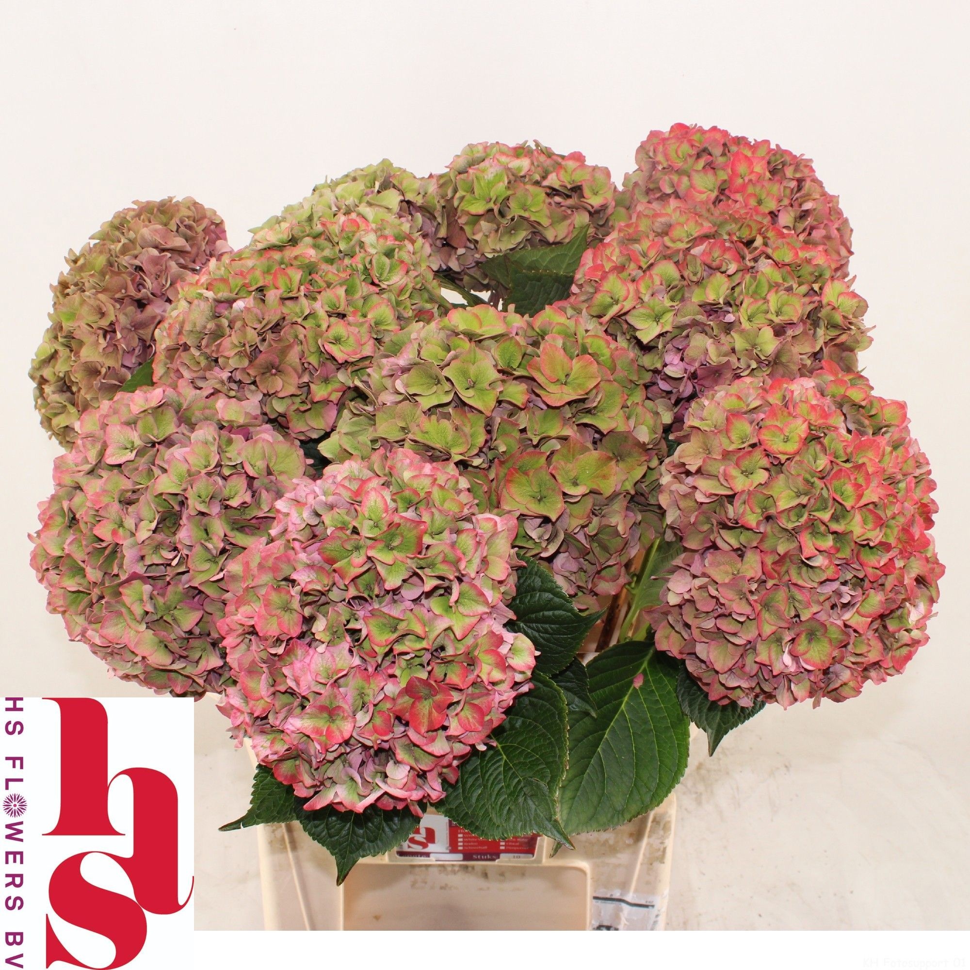 Hydrangea Rodeo Classic Pink 60cm 20Ø