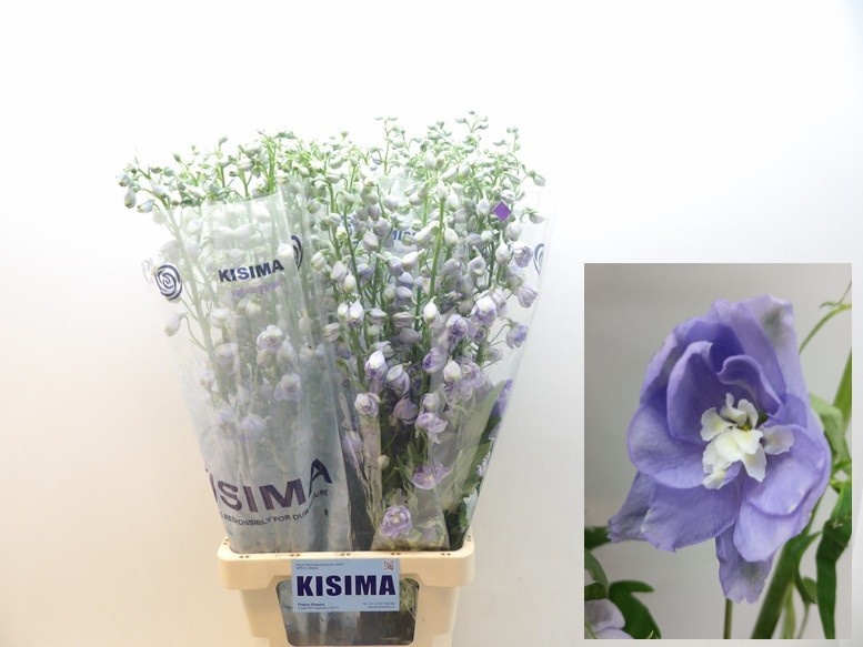 Delphinium Magic Fount La 90cm