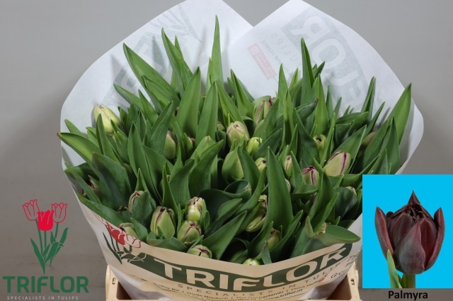Tulipa Double Palmyra 38cm 30gram