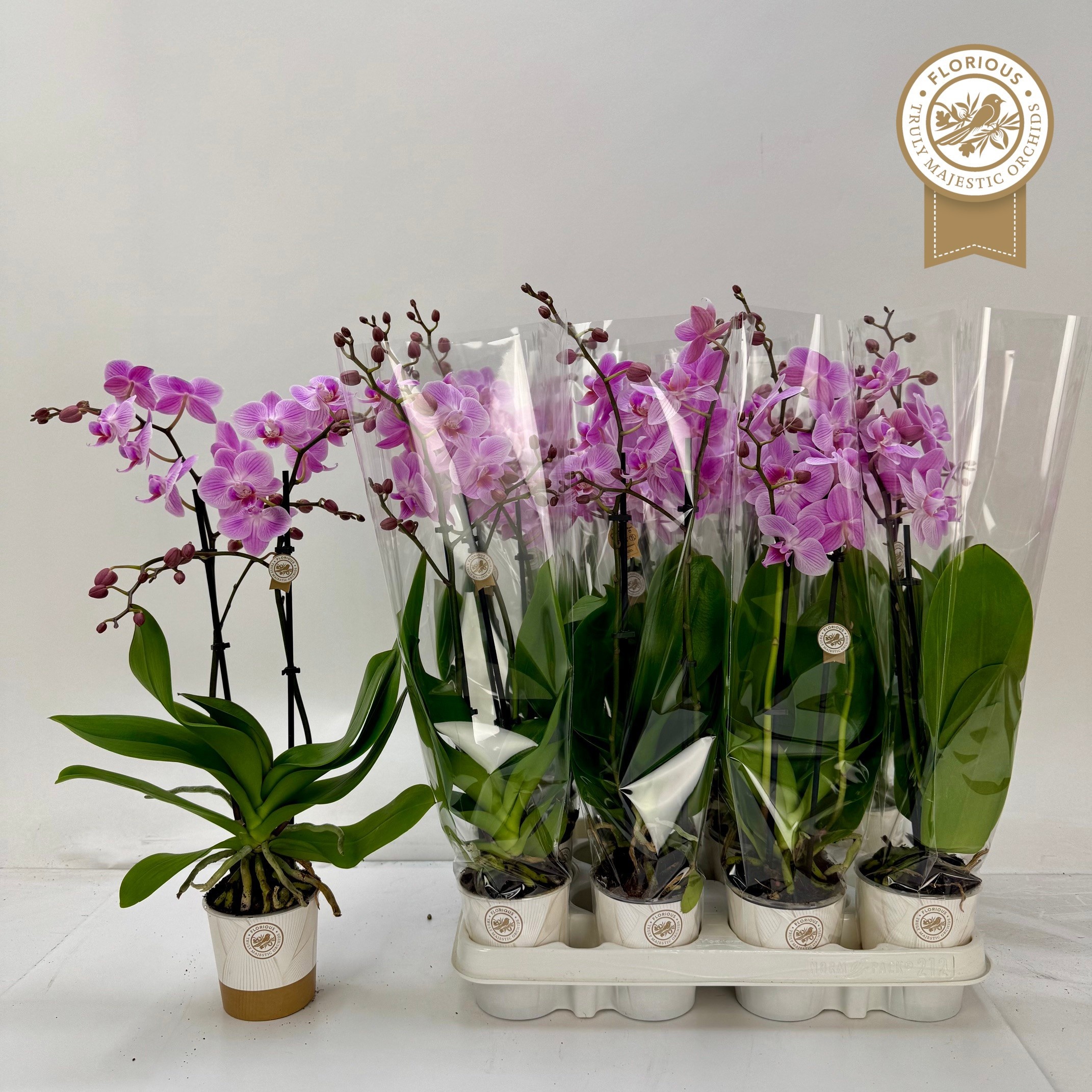 Phal Ov Roze 9P 45H 2TAK 16bloem 23bloei