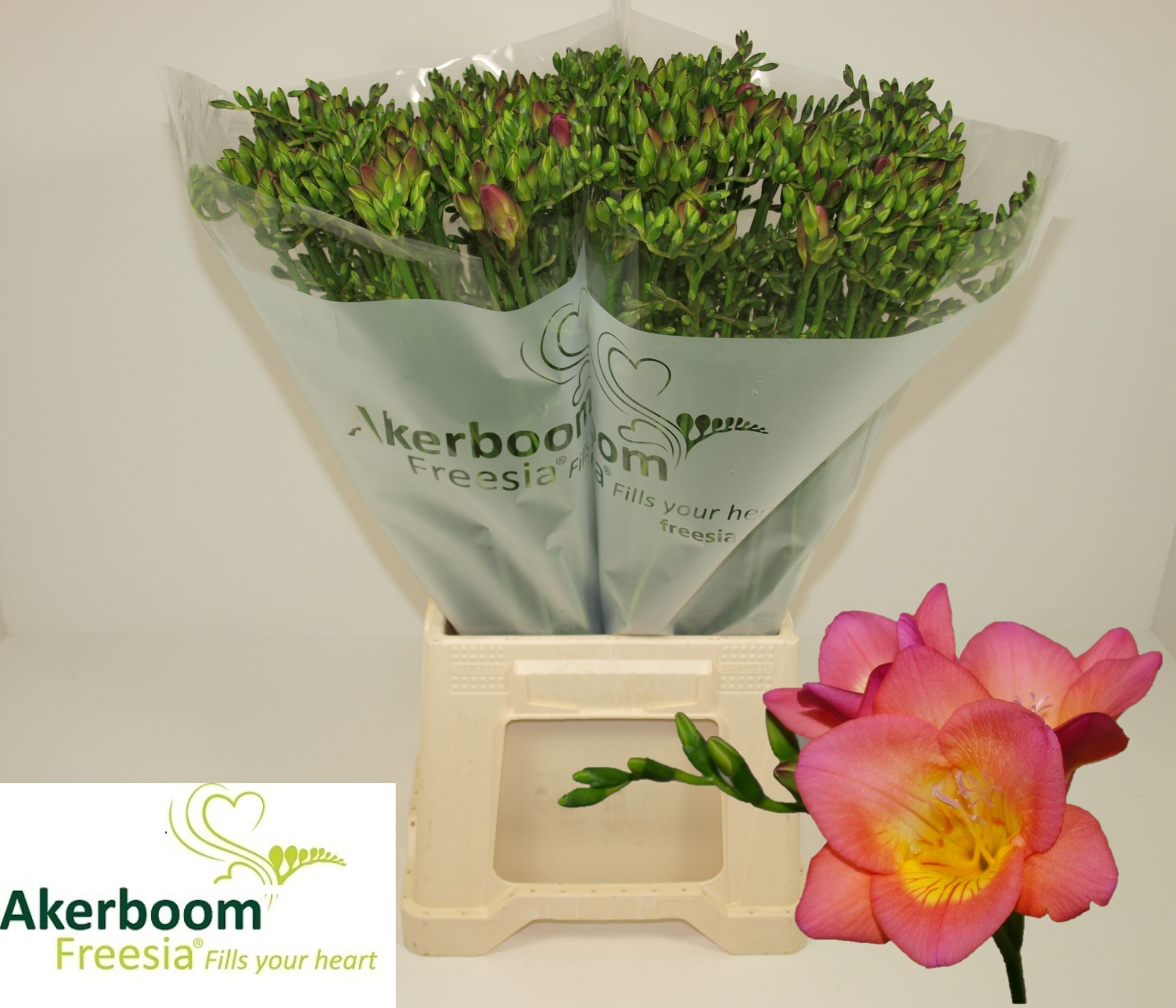 Fr En Wonderful Pink 50cm 22gram