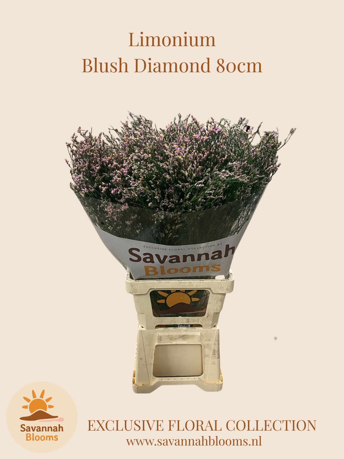Limonium Sin Blush Diamond 80cm 40gram