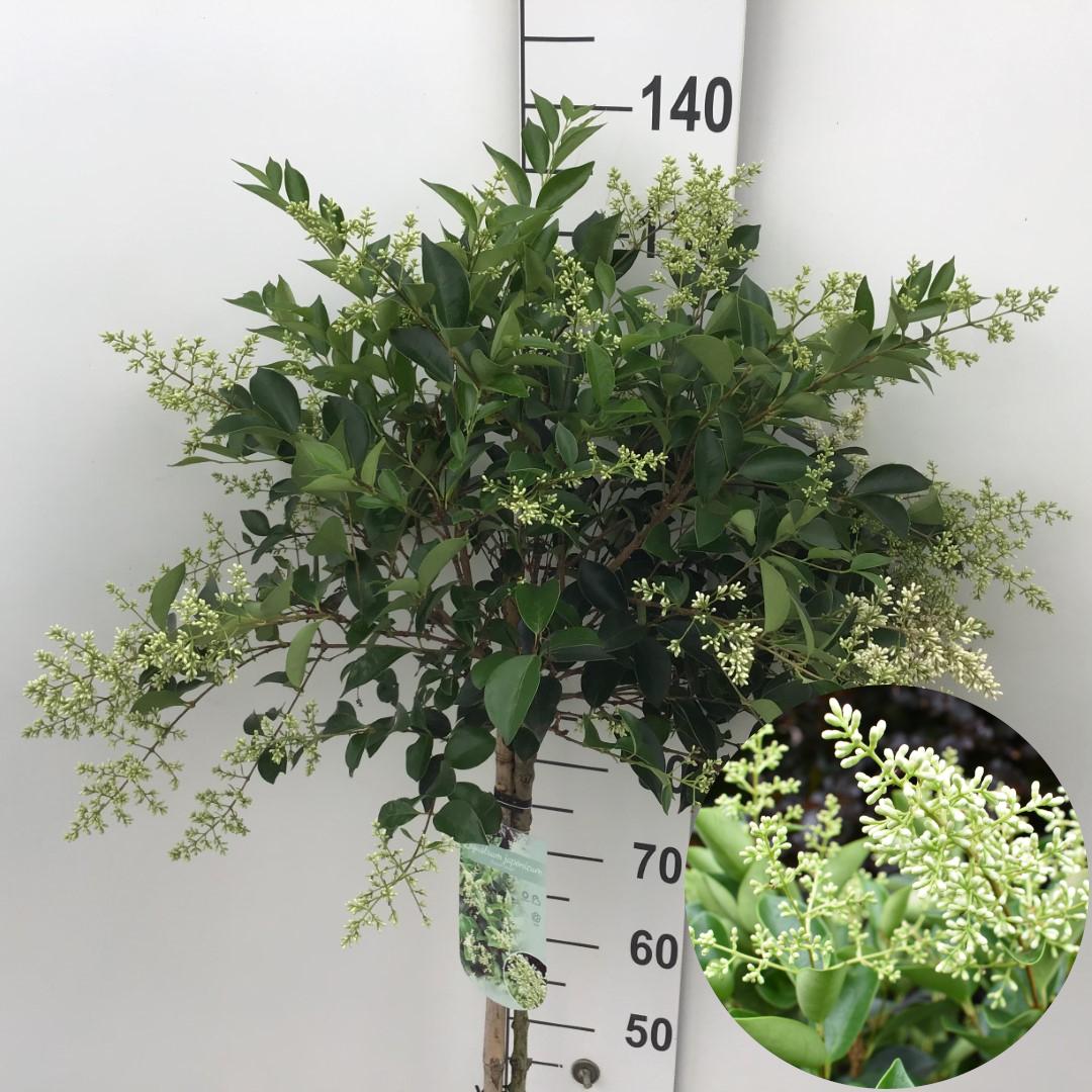 Picture of Ligustrum Korean Dwarf P29 (10 Ltr) 90/STD (LOOSE)