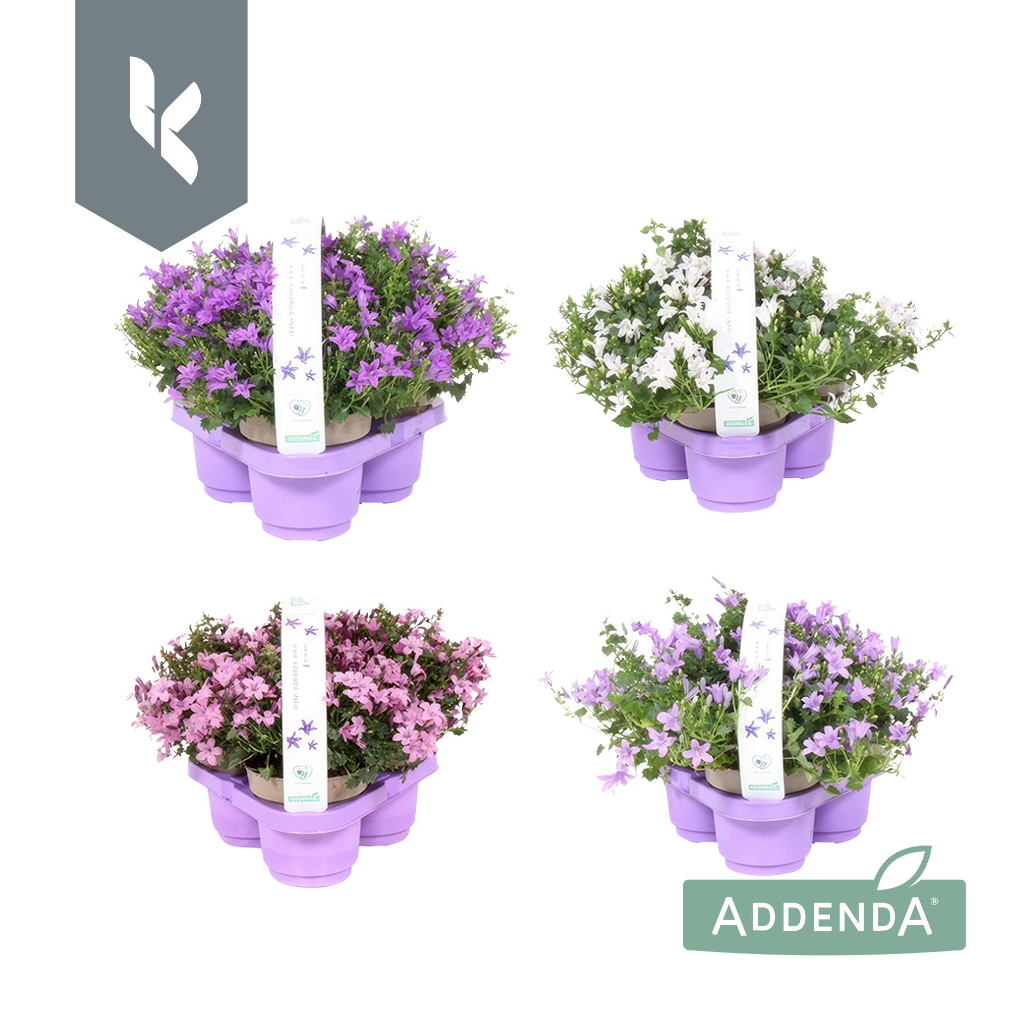 Picture of Campanula Addenda mix P10.5 3 packs (LOOSE)