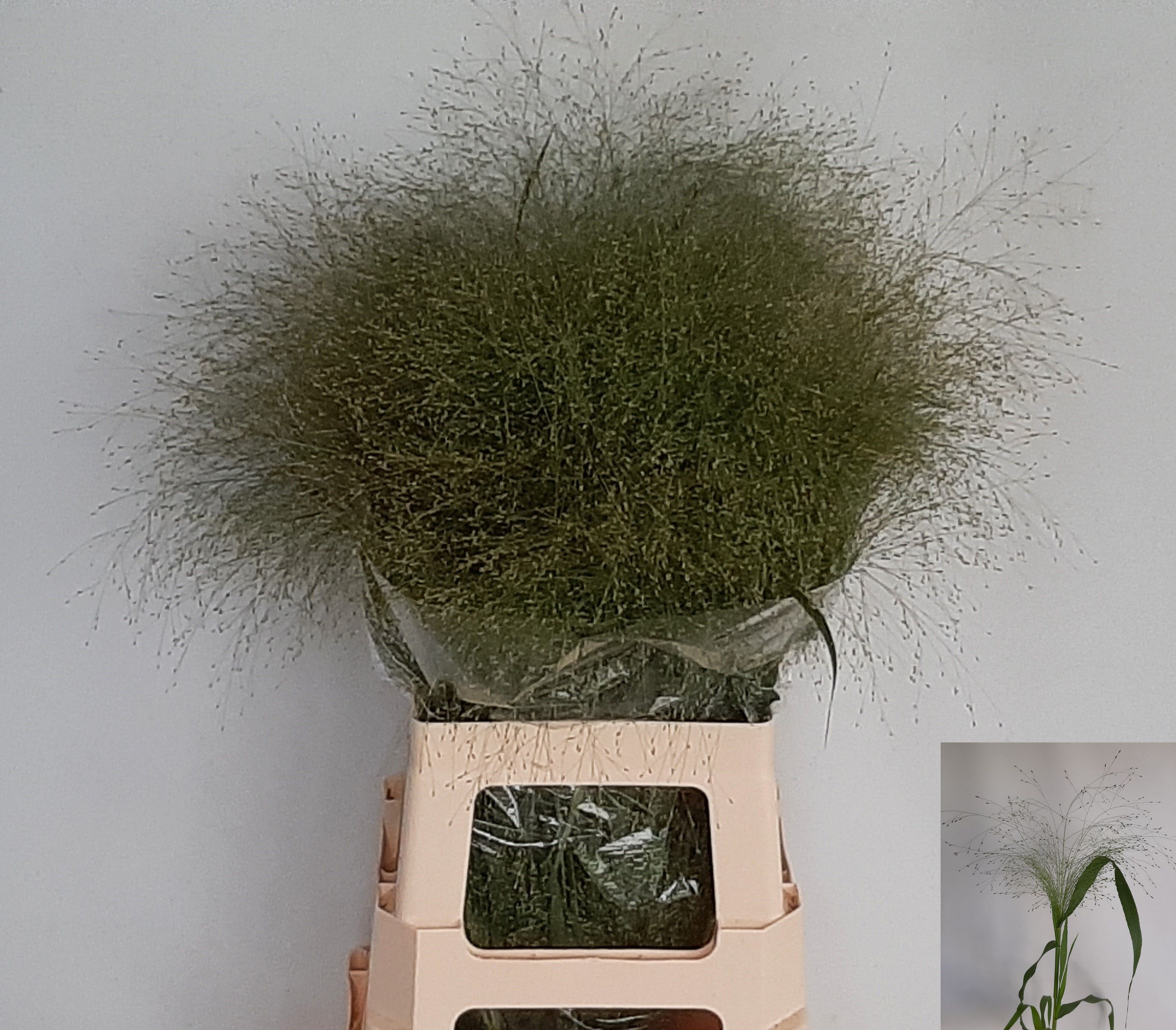Panicum Fountain 70cm