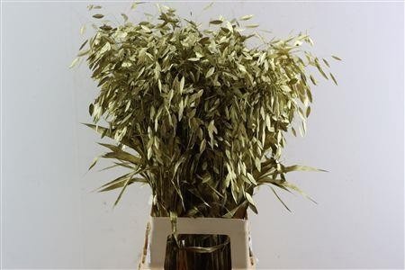 Dried/preserved Flowers Misc 70cm