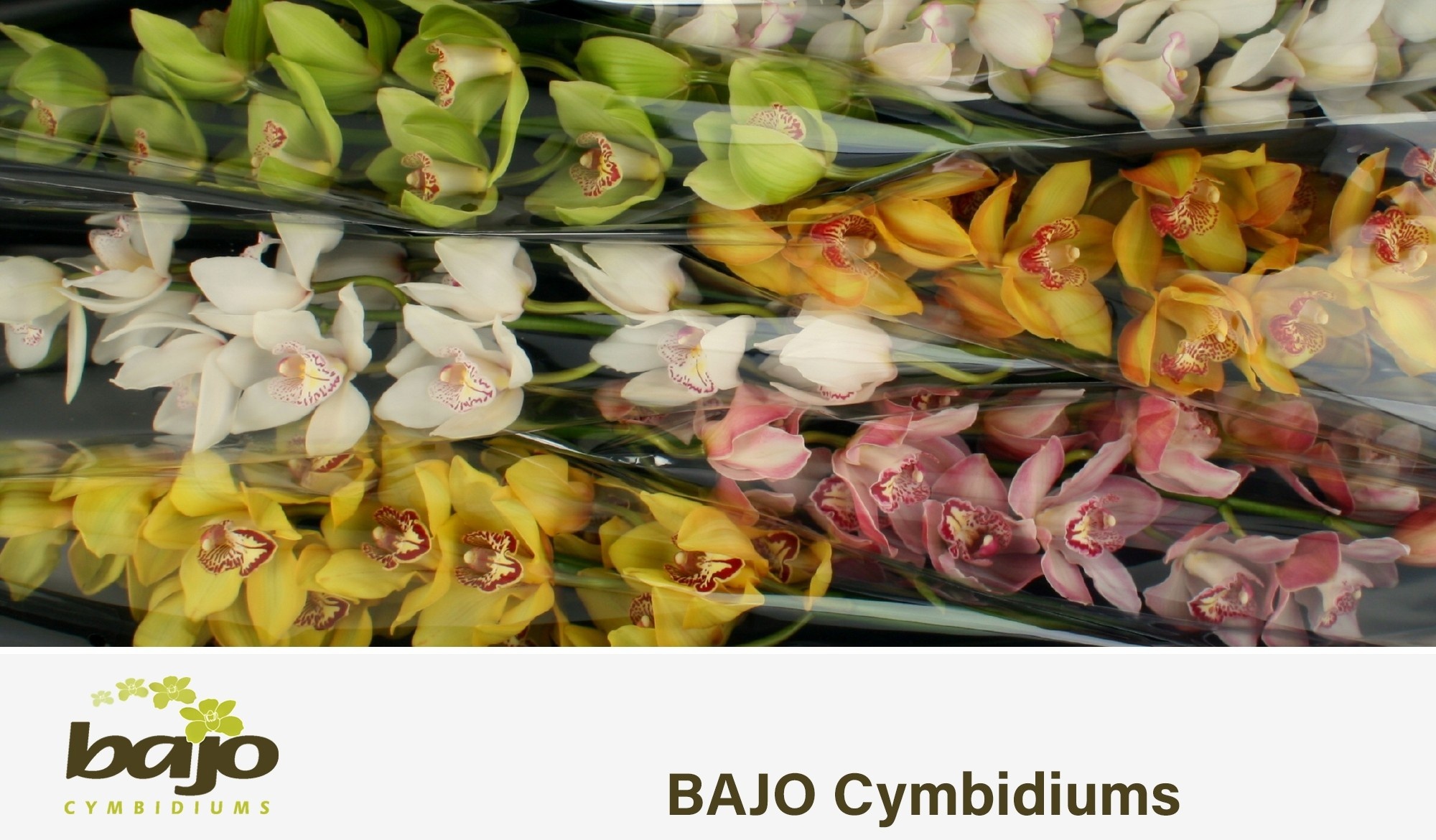 Cymbidium Asst 13bl