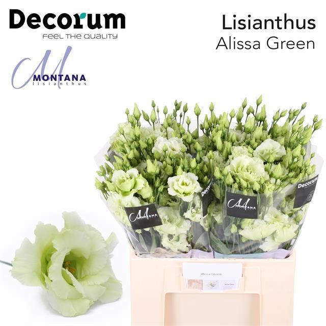 Lisianthus Double Alissa Green 60cm