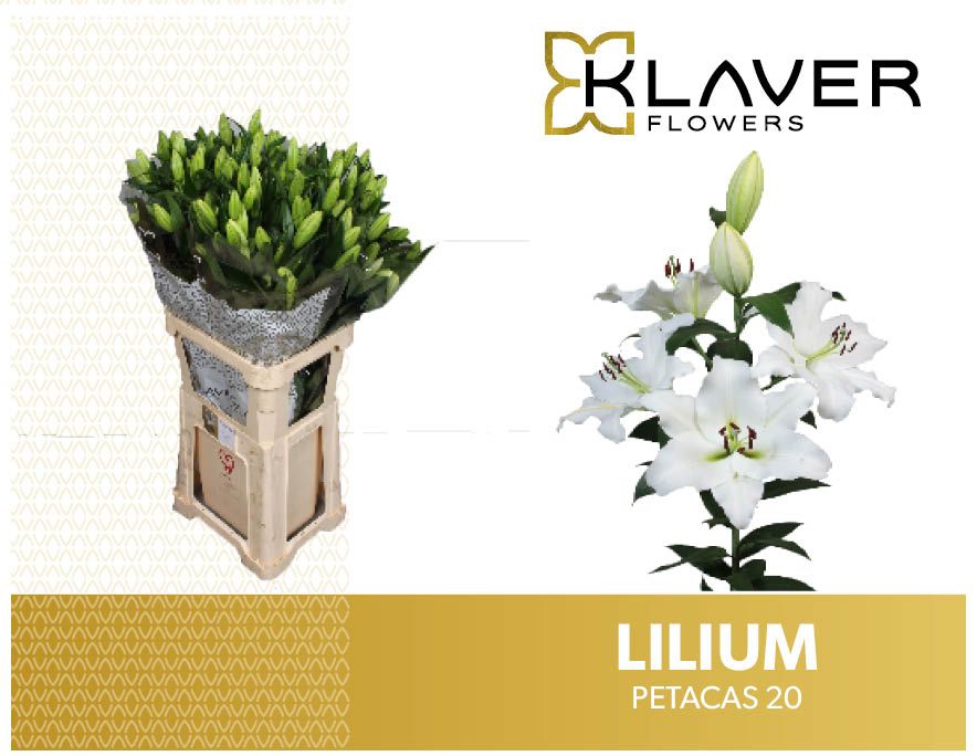 Lilium Ot Petacas 90cm 2/4bl