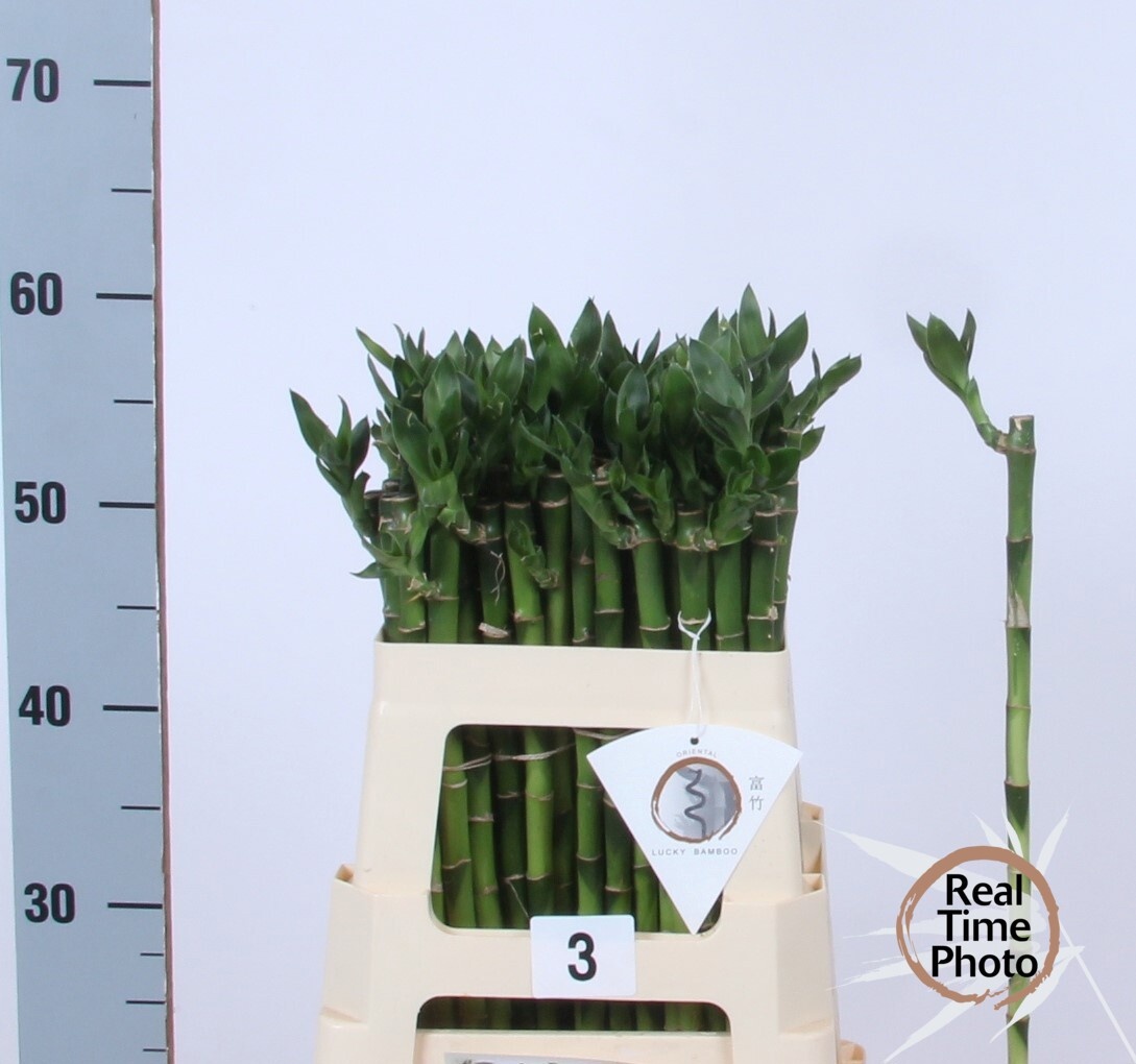 Drac S Lucky Bamboo