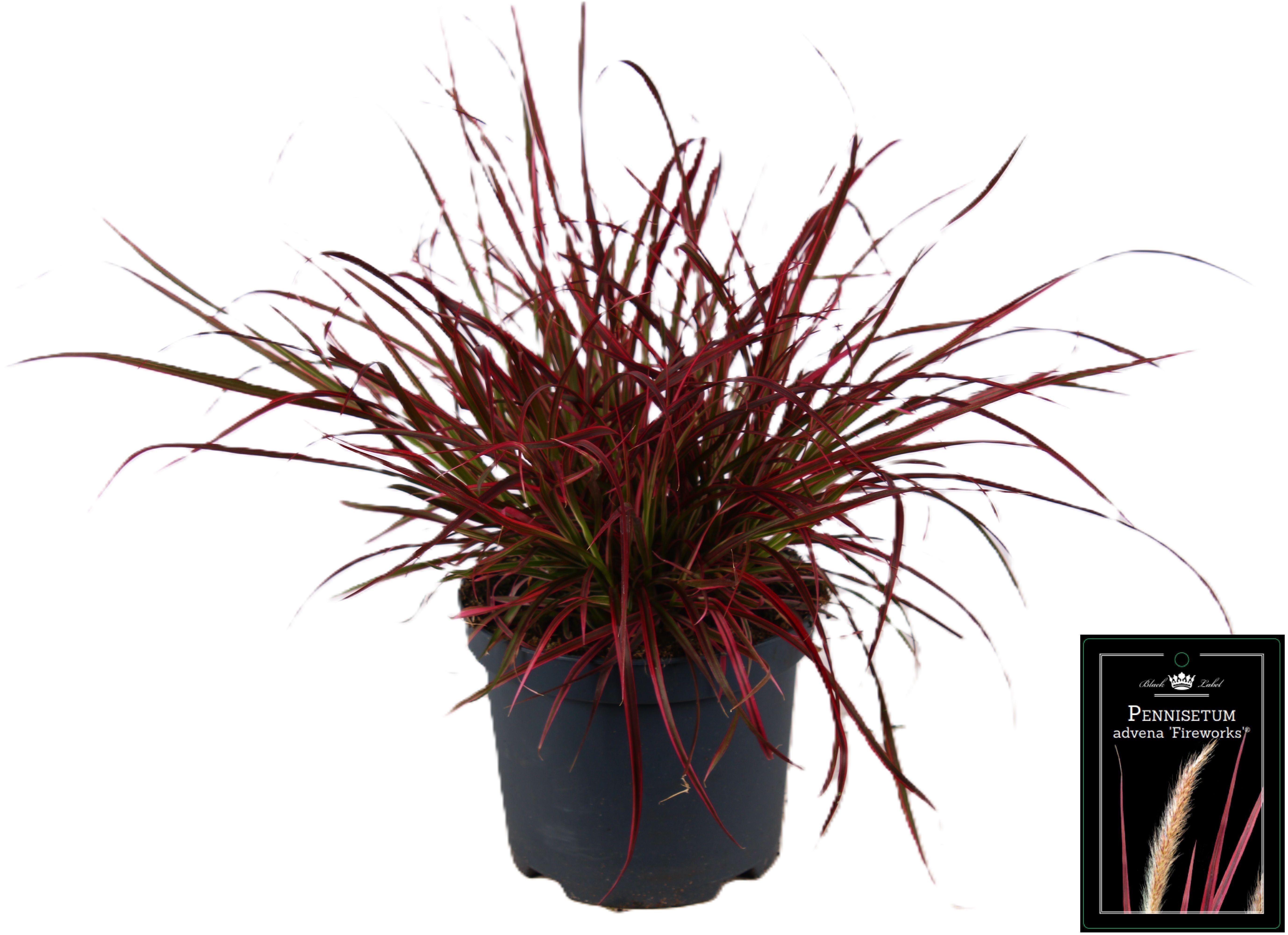 Picture of Pennisetum x advena Fireworks