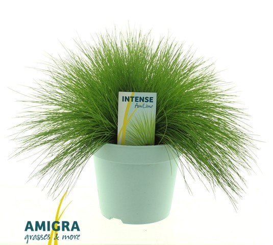 Picture of Deschampsia flexuosa AmiLime®