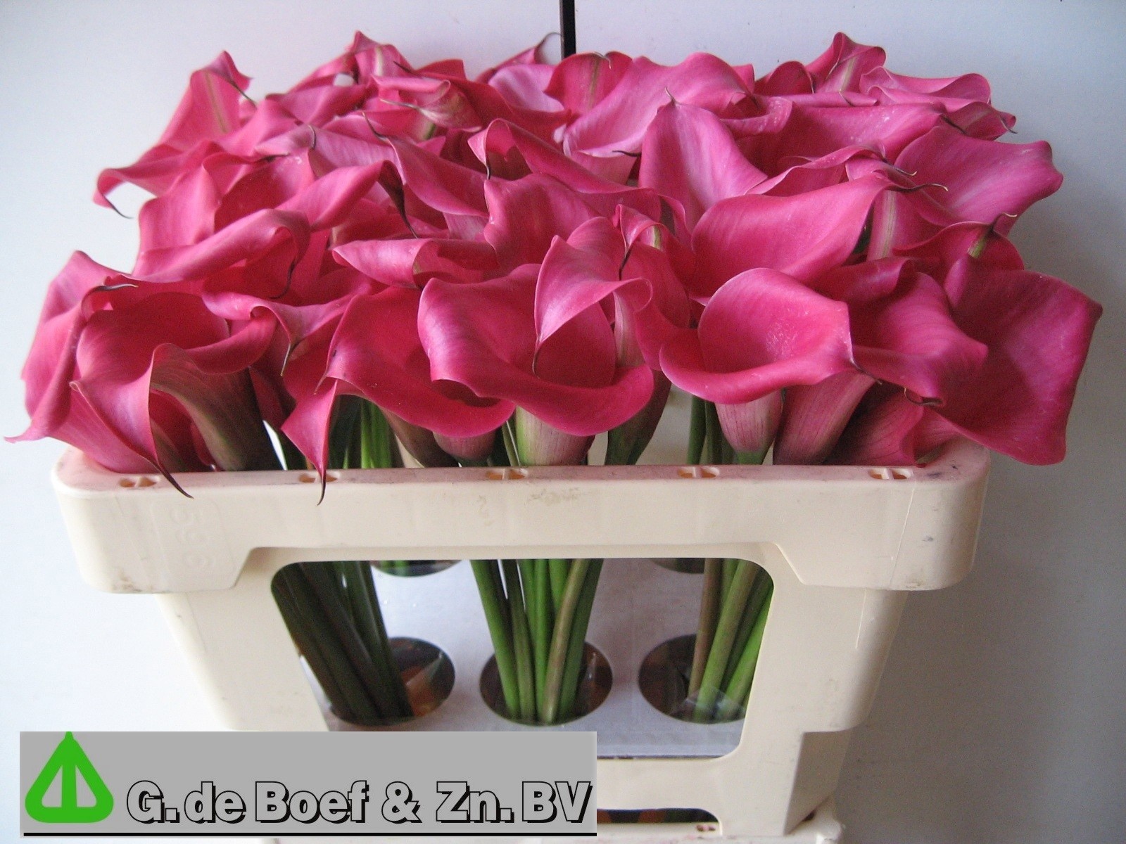 Calla Nashville 50cm