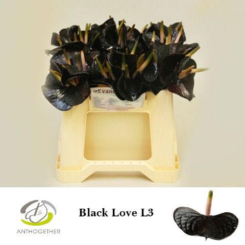 Anth Black Love