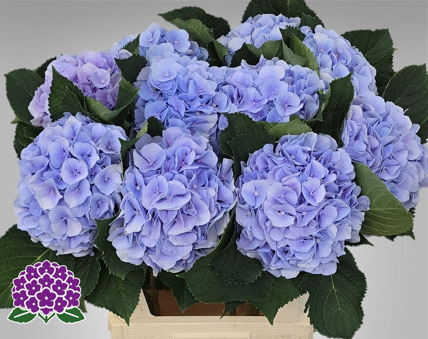 Hydrangea Verena Blue 80cm 22Ø