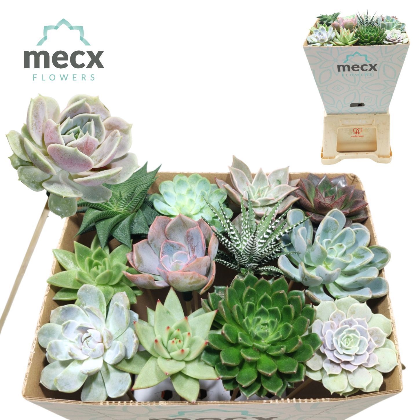 Succulenten Gem Bs