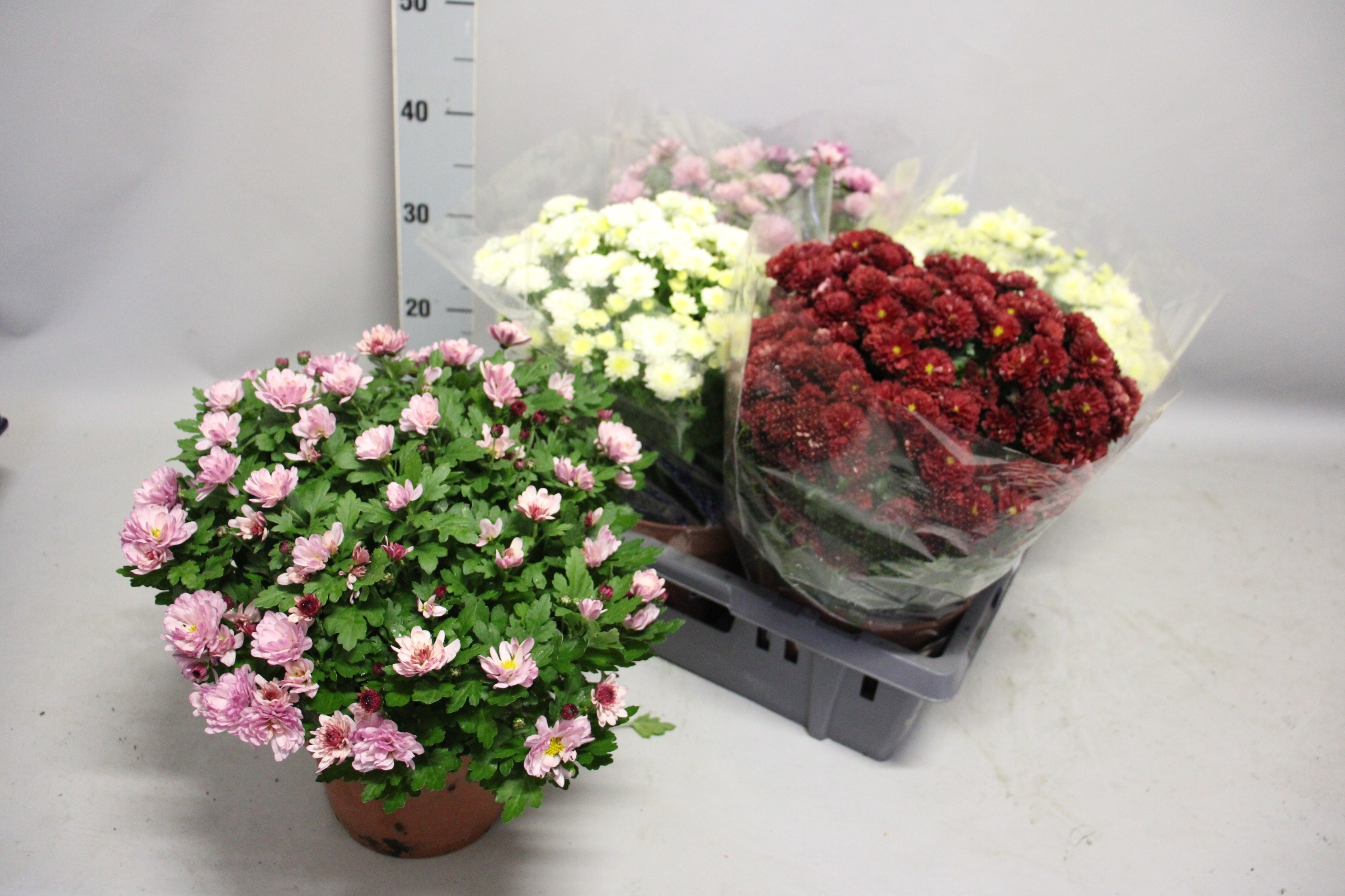 Chrys Overig 19Ø 35cm