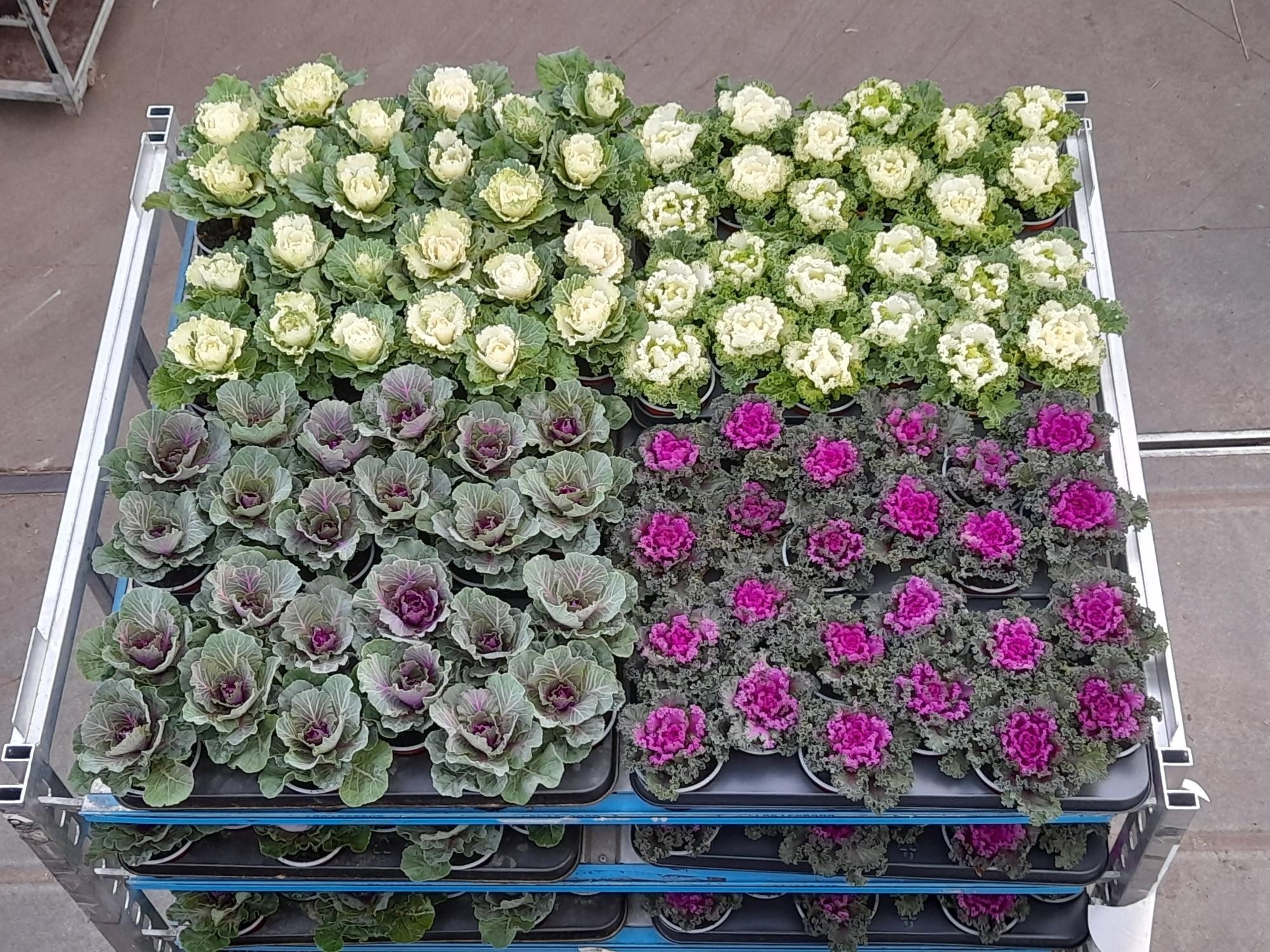 Brassica (SIERKOOL) 10Ø 24cm