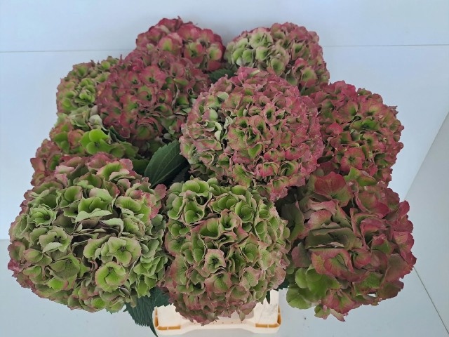 Hydrangea Royal Palace Classic 60cm 20Ø