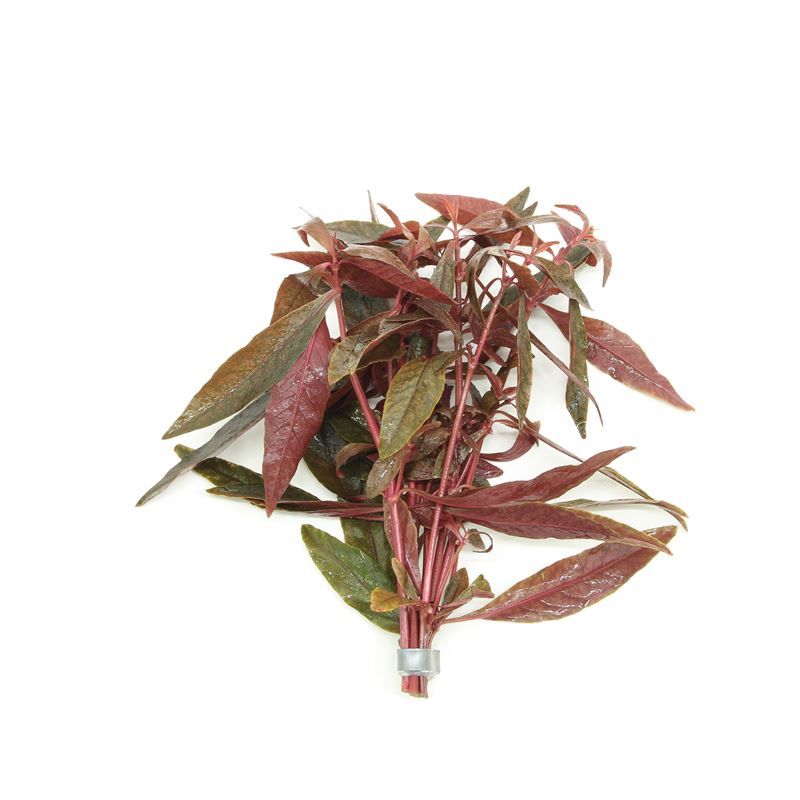 Alternanthera rosaefolia (Bos)