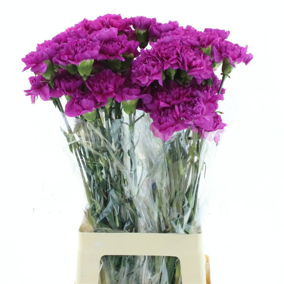 Dianthus St Farida 70cm
