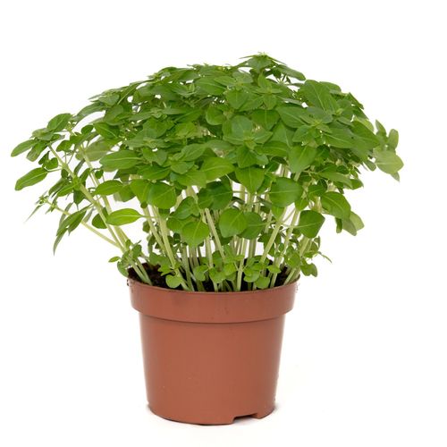 Basilicum Piccolino, keukenkruid  p12 Buysman