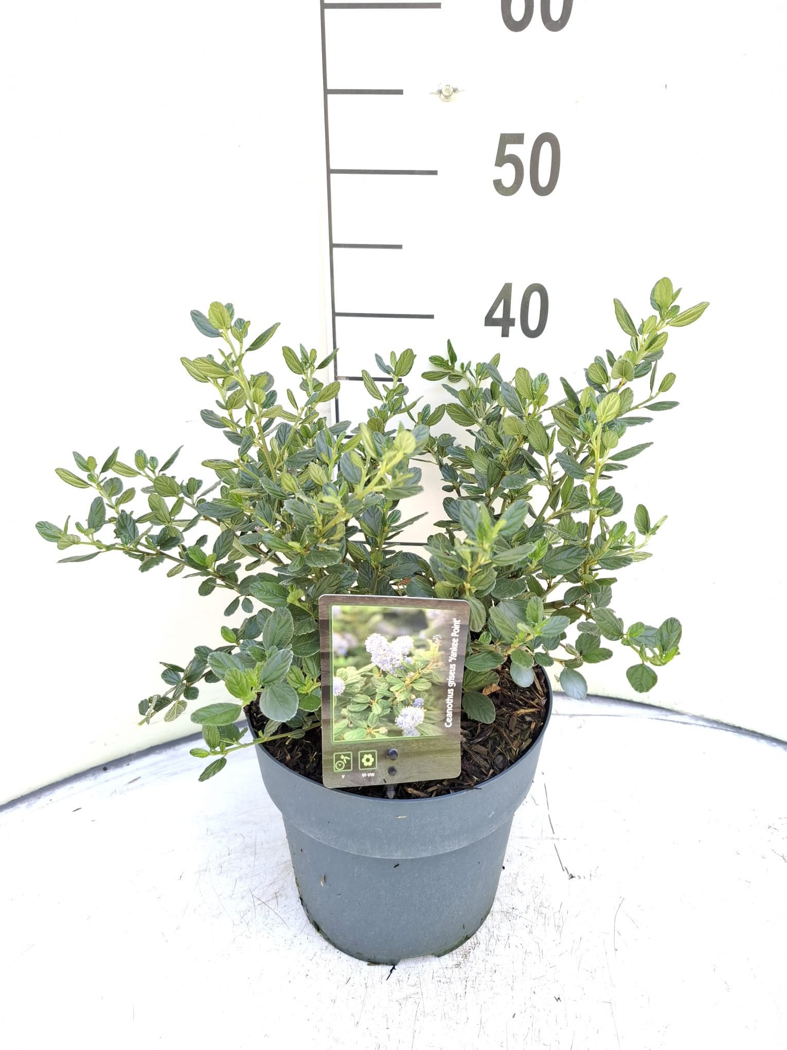 Ceanothus griseus 'Yankee Point'