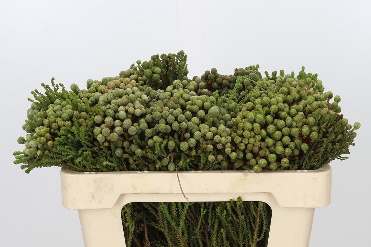 Cape Green (BERZELIA) 50cm